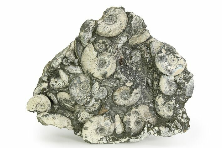 Jurassic Ammonite (Kosmoceras) Cluster - England #350950